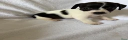 Jack Russell dogs for sale: 5 jack russell puppies for sale  - Advert 1