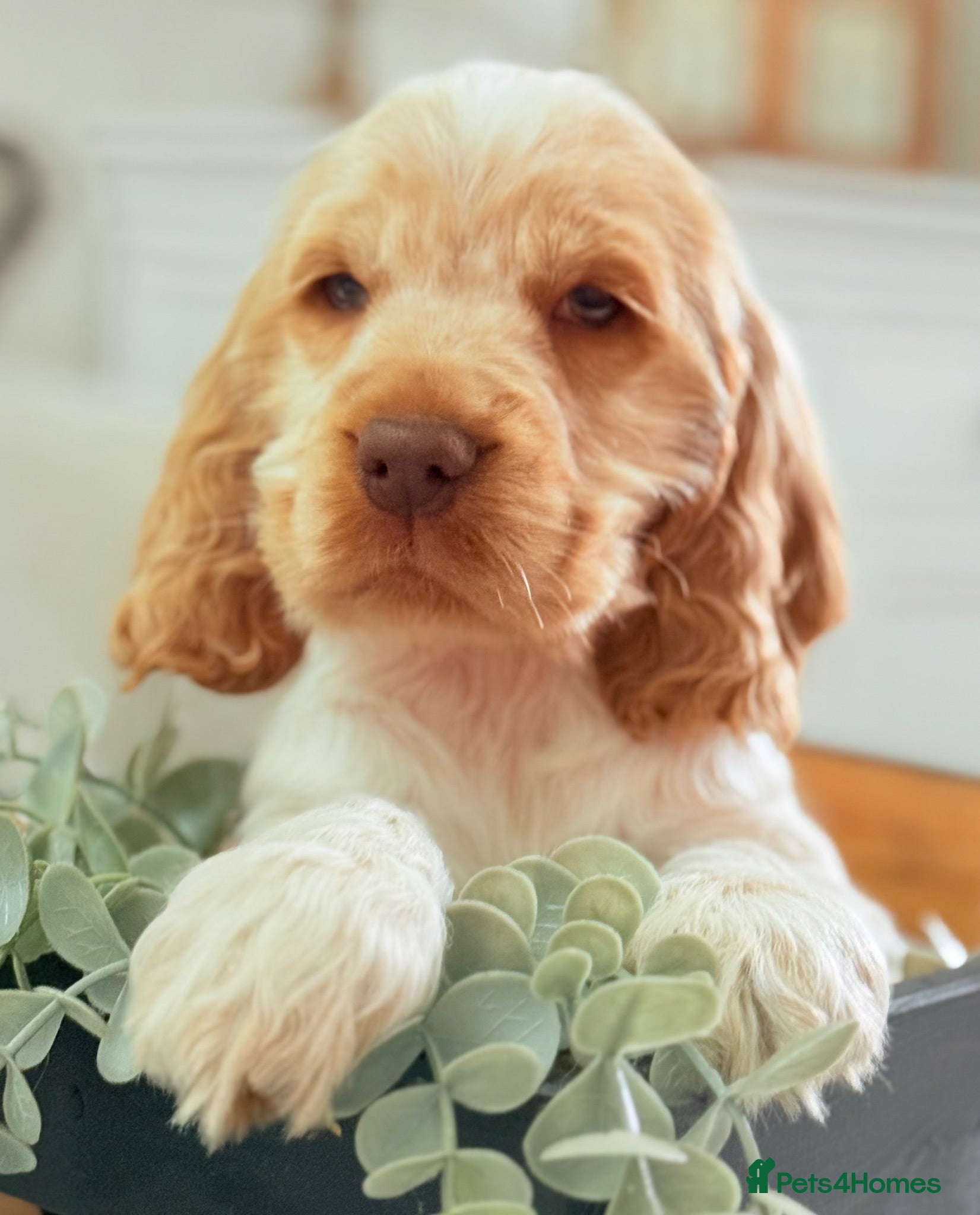 Cocker Spaniel dogs Show type cocker spaniels  - Advert 2