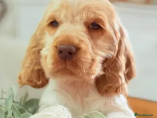 Cocker Spaniel dogs Show type cocker spaniels - Advert 2