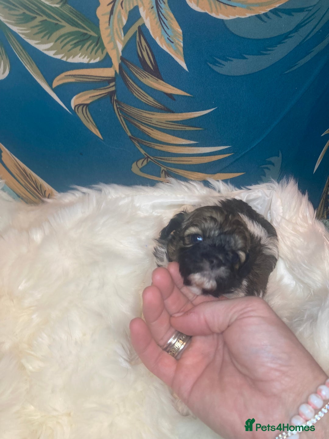 Shihpoo dogs for sale: Payment plans available Toy shihpoo puppies  - Image 20