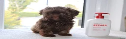 Shihpoo dogs for sale: Chocolate shihpoo’s  - Advert 24