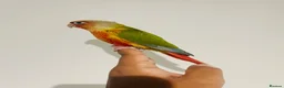 Conures birds for sale: Hand reared conures for sale  - Advert 3