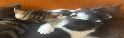 Mixed Breed cats for sale: 6 beautiful kittens ready for their forever home  - Advert 5