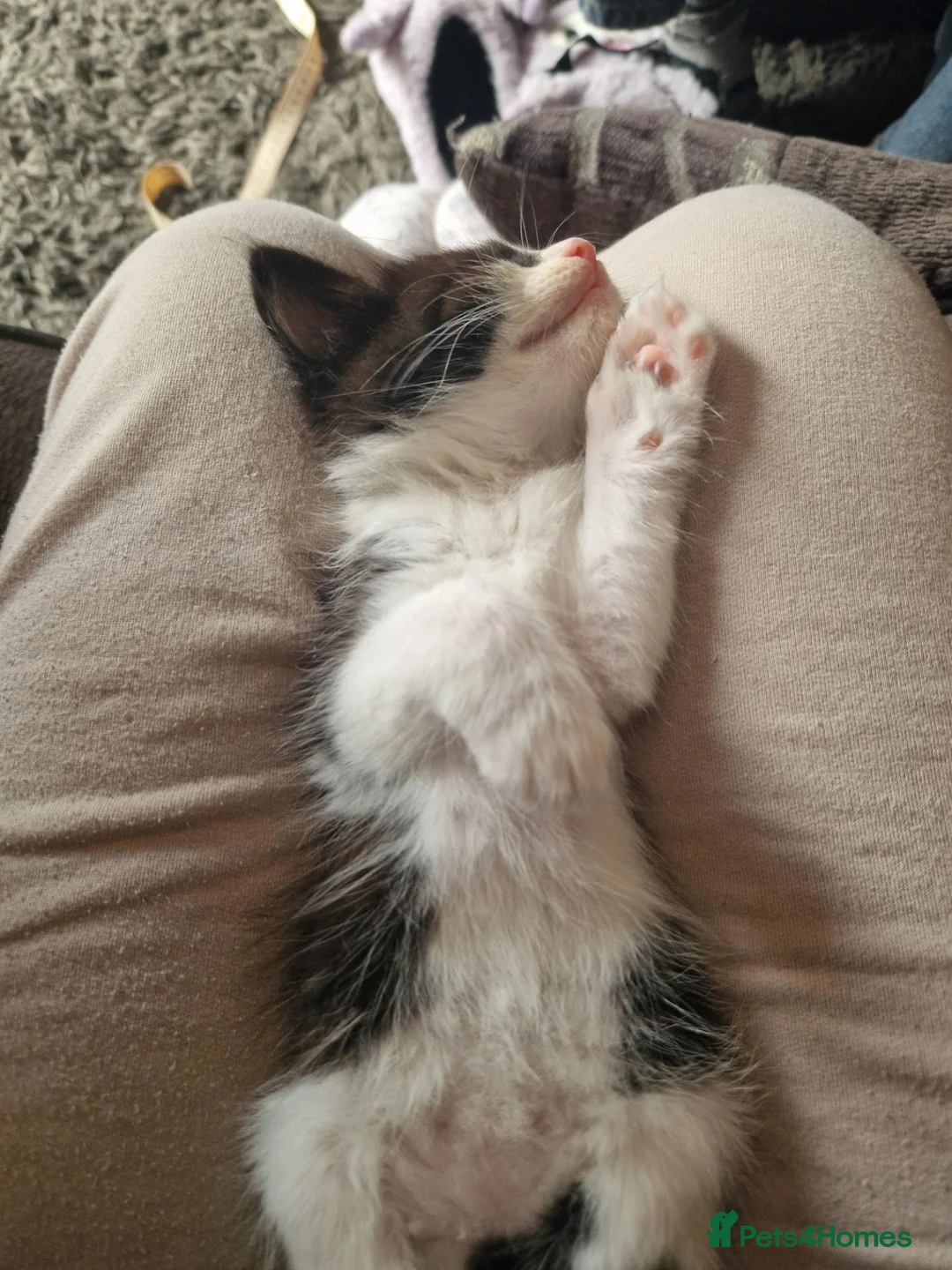 Mixed Breed cats for sale: 2 girls ready to go  - Advert 8