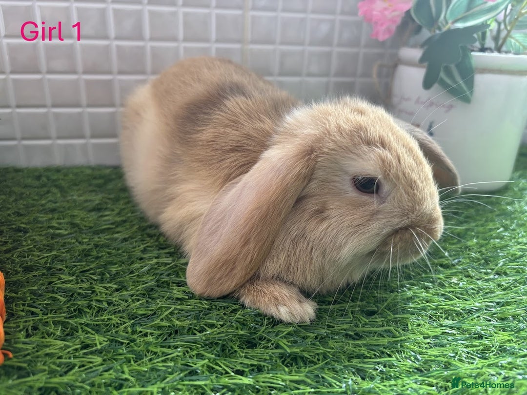 Mini Lop rabbits for sale: Mini lop baby bunnies - Ready now! - Image 24
