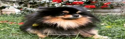 Pomeranian dogs for stud: Exceptional Proven Stud With 23 Champions in Ebbw Vale - Advert 7