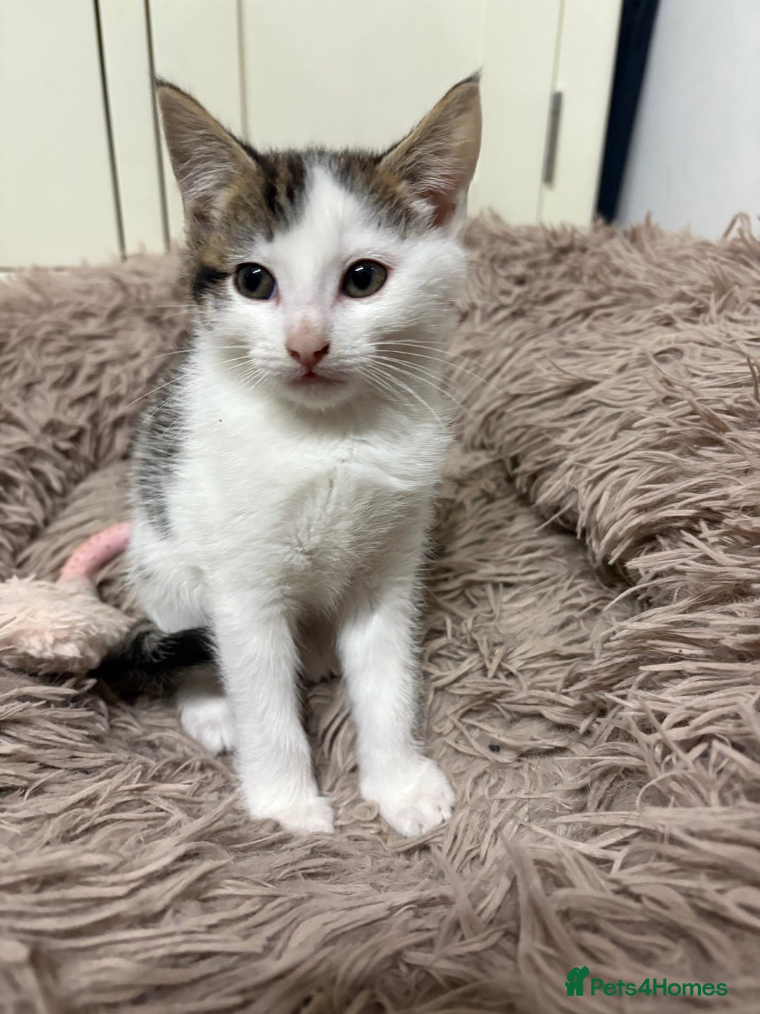 Mixed Breed cats for sale: Beautiful little kittens  - Advert 5