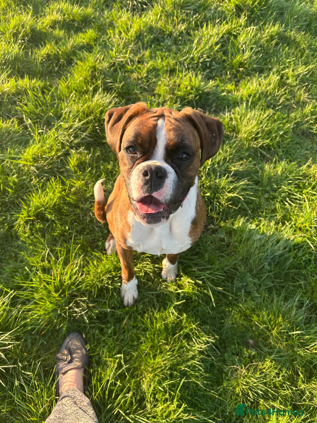 Boxer dogs for sale: KC reg Boxers females - Advert 2