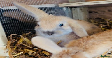 Mixed Breed rabbits - Advert 4