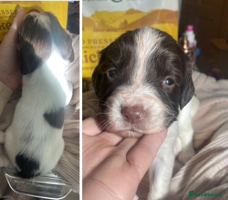 English Springer Spaniel dogs  KC Working Line English Springer Spaniel Puppies  - Advert 9