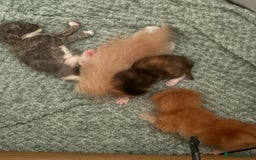 Mixed Breed cats for sale: Tortoiseshell kitten - Image 5