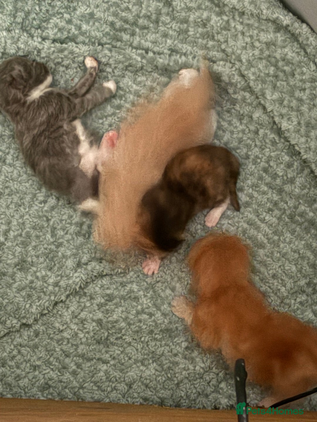 Mixed Breed cats for sale: Tortoiseshell kitten - Image 5
