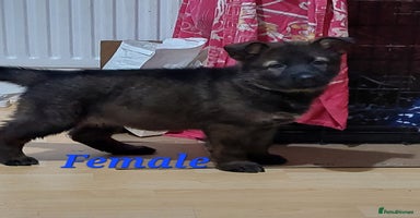 German Shepherd dogs Beautiful KC Registered German shepherd puppy 😍😍 - Advert 7