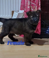 German Shepherd dogs Beautiful KC Registered German shepherd puppy 😍😍 - Advert 2