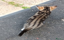 Mixed Breed cats for sale: Stunning kittens for sale  - Image 12