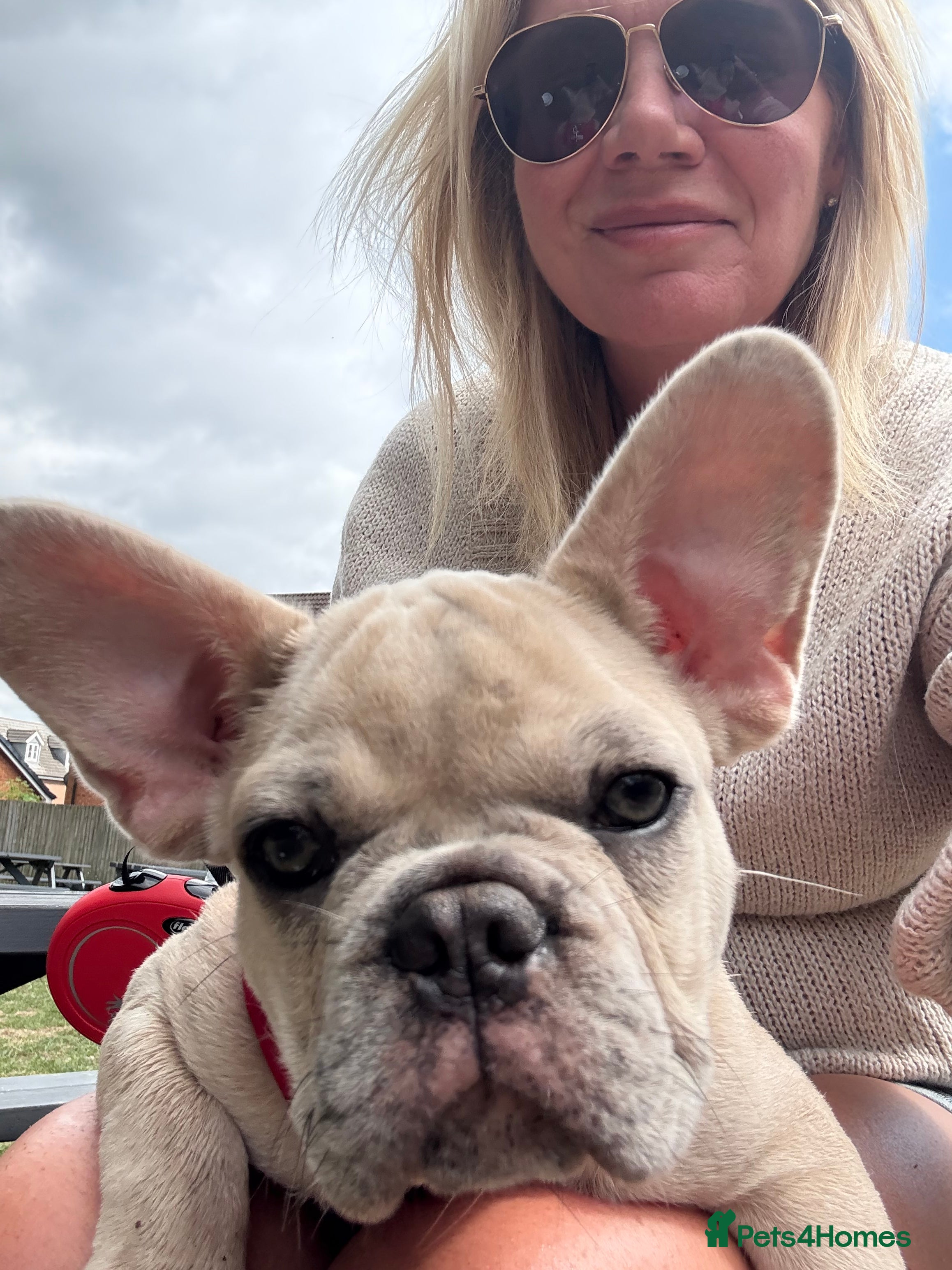 French Bulldog dogs French bulldog male  - Advert 16