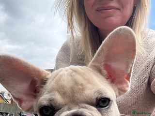 French Bulldog dogs - Advert 22