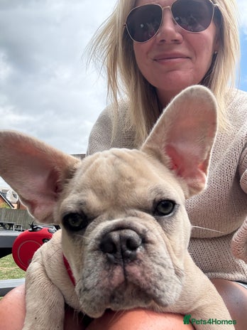 French Bulldog dogs - Advert 9