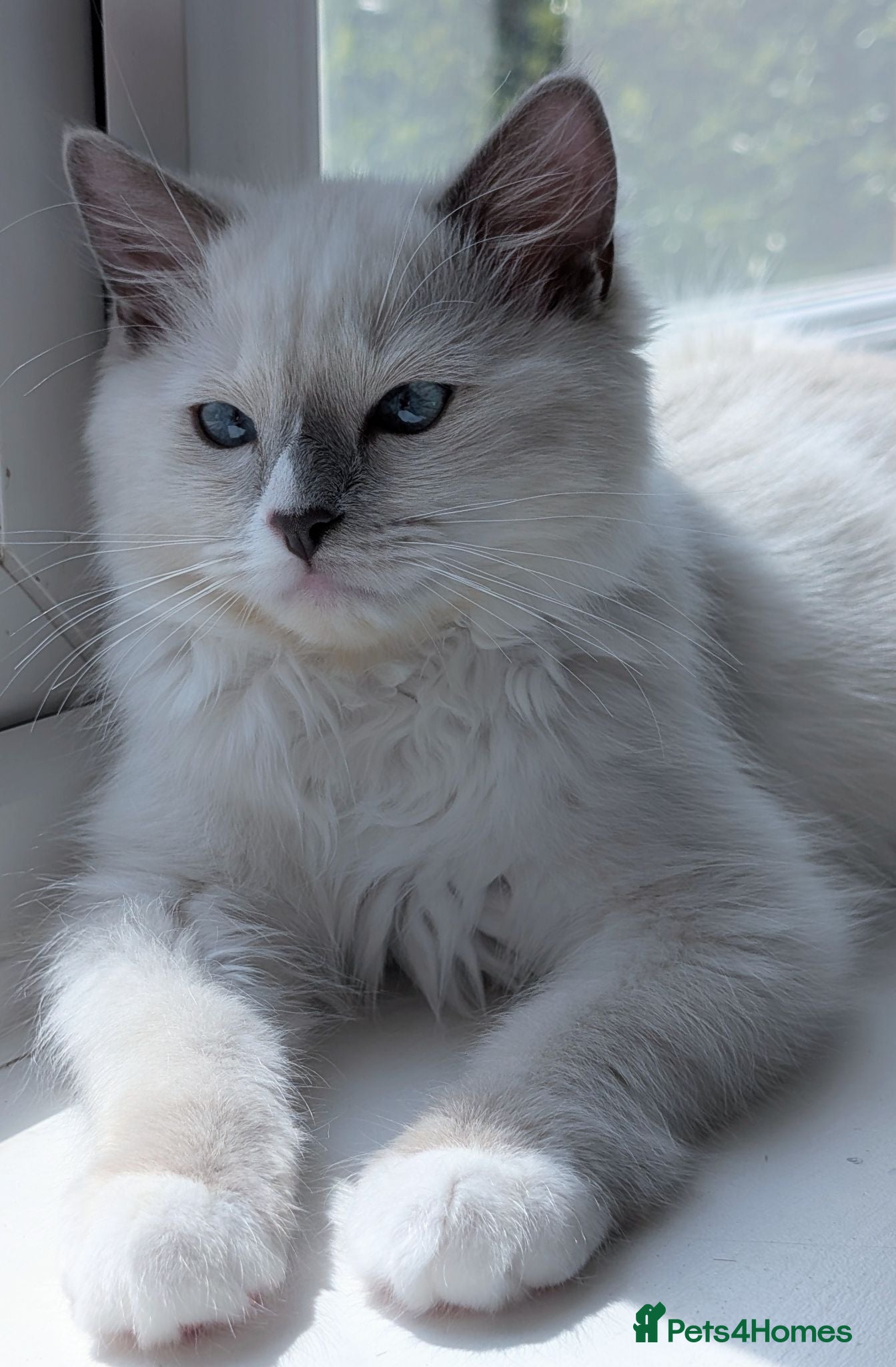 Ragdoll cats Champion EU pedigree TICA Ragdoll kitten  - Advert 13