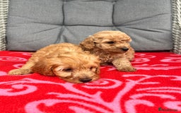 Cockapoo dogs for sale: Cockapoo - Image 3