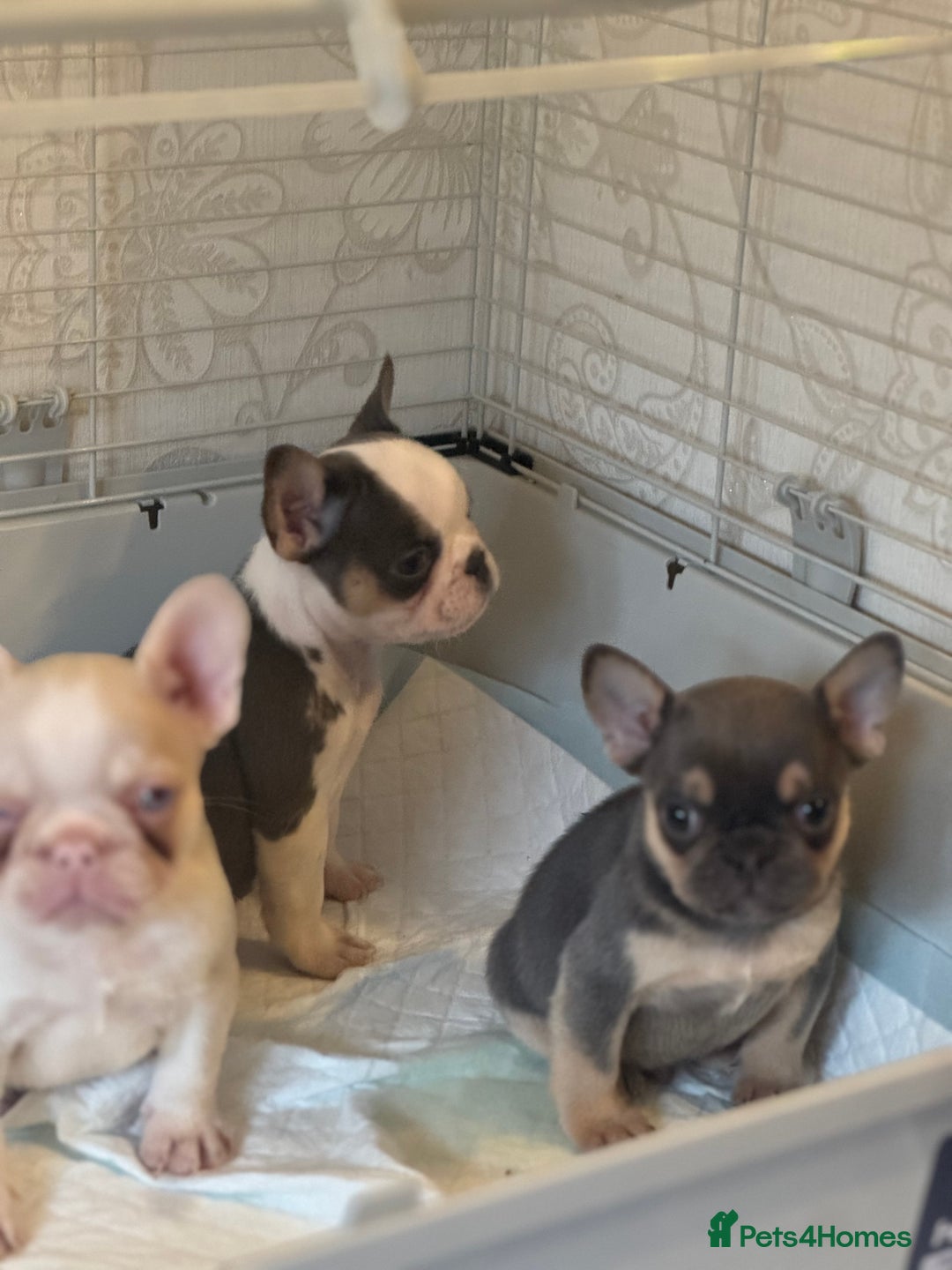 French Bulldog dogs for sale: Beautiful Litter Of Husky French Bulldogs - Advert 19