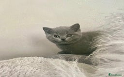 British Shorthair cats for sale: Two cuddly blue boys from loving family home - Image 17