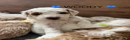 Australian Labradoodle dogs for sale: AUSSIE DOODLE - Health Tested - Advert 25
