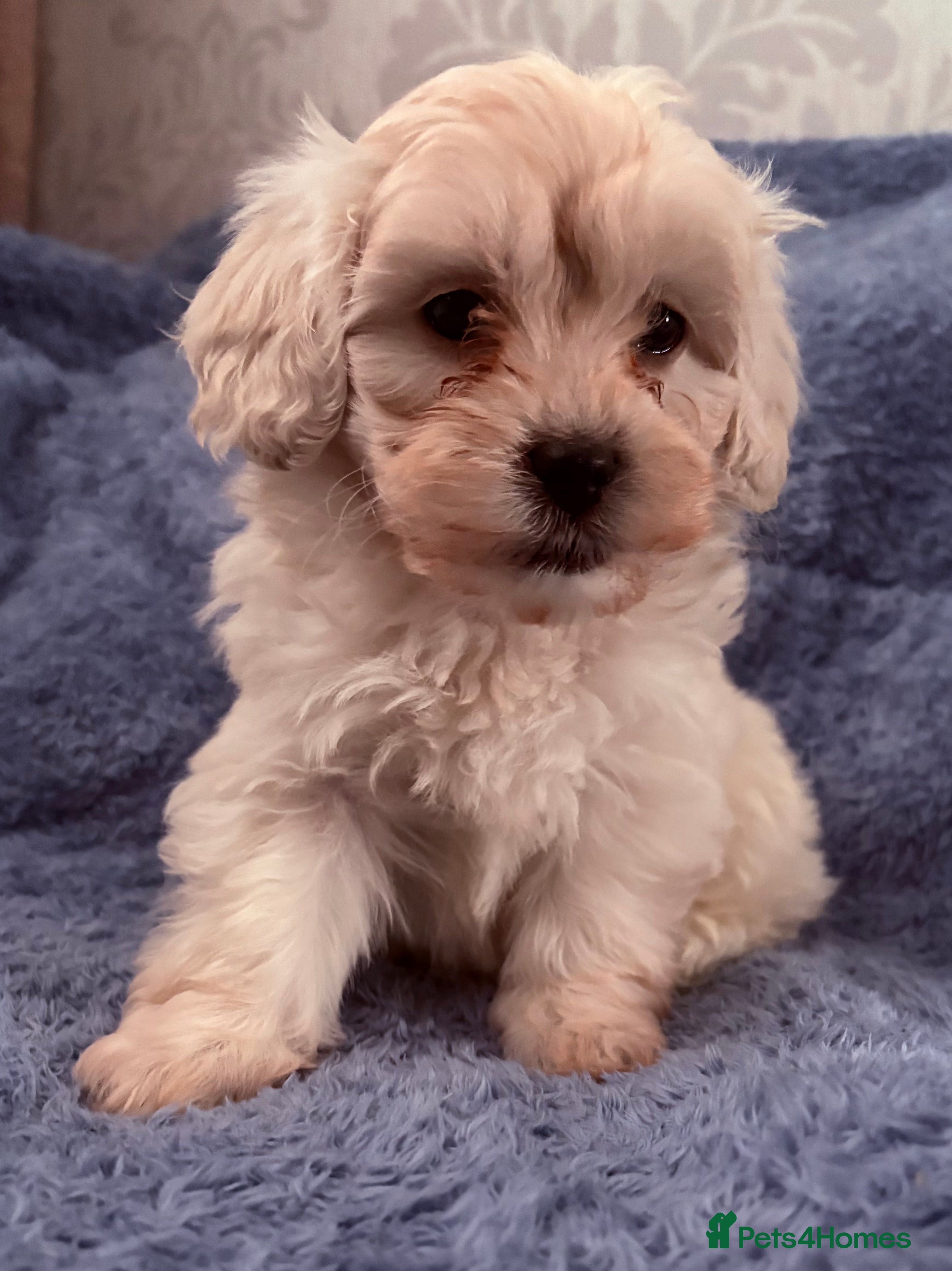 Shihpoo dogs 🩵 1 Male Shihpoo puppy for sale 🩵 - Advert 6