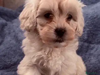 Shihpoo dogs 🩵 1 Male Shihpoo puppy for sale 🩵 - Advert 6