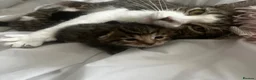 Mixed Breed cats for sale: Gorgeous Male Tabby Kitten – Maine Coon Ancestry  - Advert 1