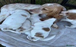 Cocker Spaniel dogs for sale: Gorgeous kc registered cocker spaniel puppies - Image 40