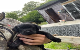Labrador Retriever dogs for sale: KC reg lab pups for sale  in Galashiels - Image 3