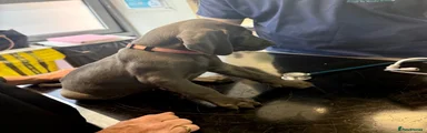 Weimaraner 6 Pink