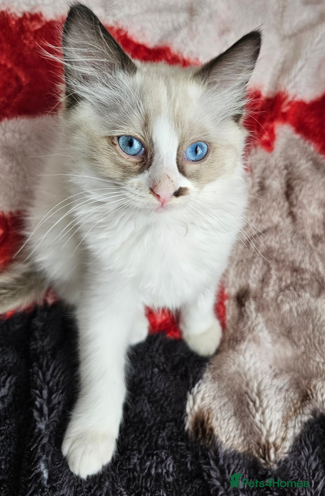 Ragdoll cats for sale:  RAGDOLLS KITTENS🐱😻 1 Boy bicolour available 😻 - Image 6
