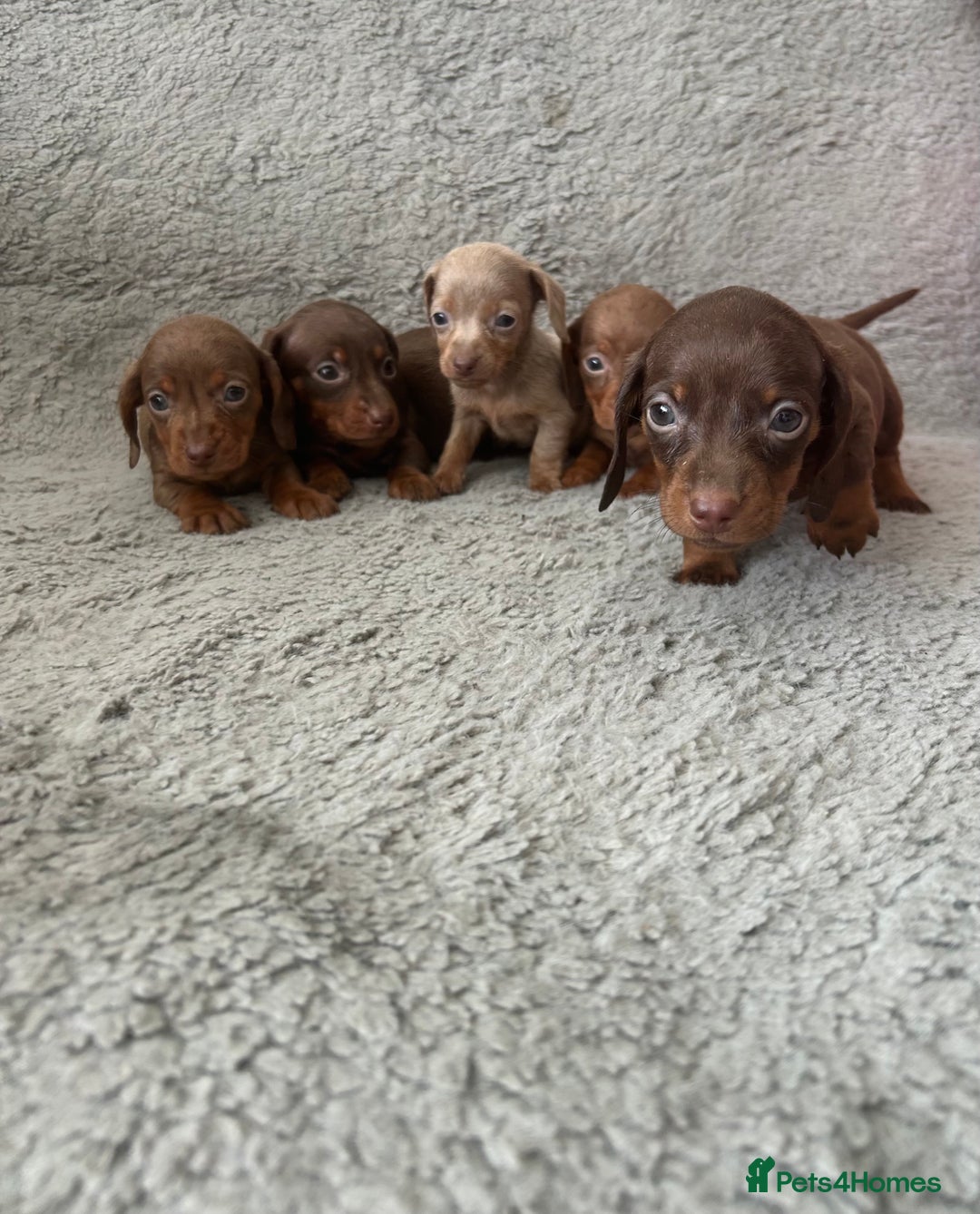 Dachshund dogs for sale: Beautiful dachshund puppies  - Image 2