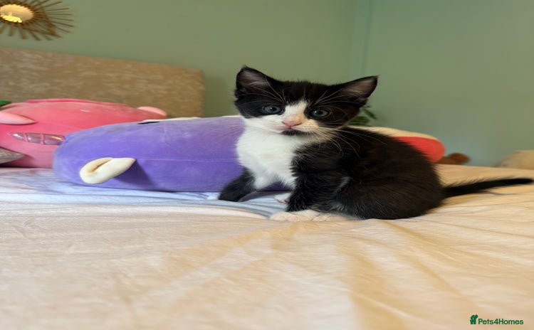 Mixed Breed cats - Advert 1