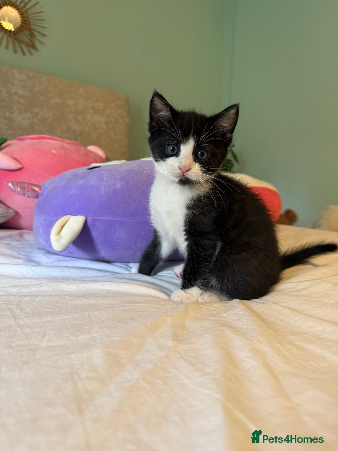 Mixed Breed cats for sale: Good Homes Only - Image 1