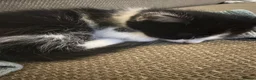 Mixed Breed cats for sale: 4 beautiful tuxedo kittens - Advert 16
