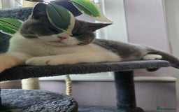British Shorthair cats for sale: Beautiful British Shorthair female 🥰 - Image 3