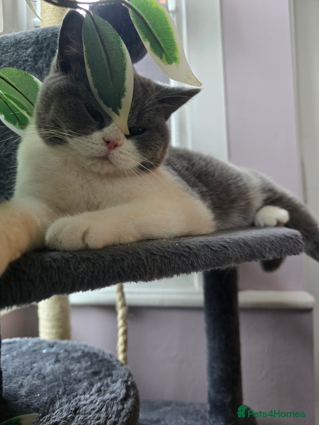 British Shorthair cats for sale: Beautiful British Shorthair female 🥰 - Image 3