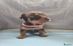 Mixed Breed dogs for sale: Beautiful Jack Russell x Chihuahua Puppies  - Image 5
