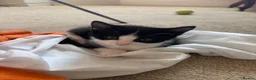 Domestic Shorthair cats for sale: Tuxedo kittens - Advert 8
