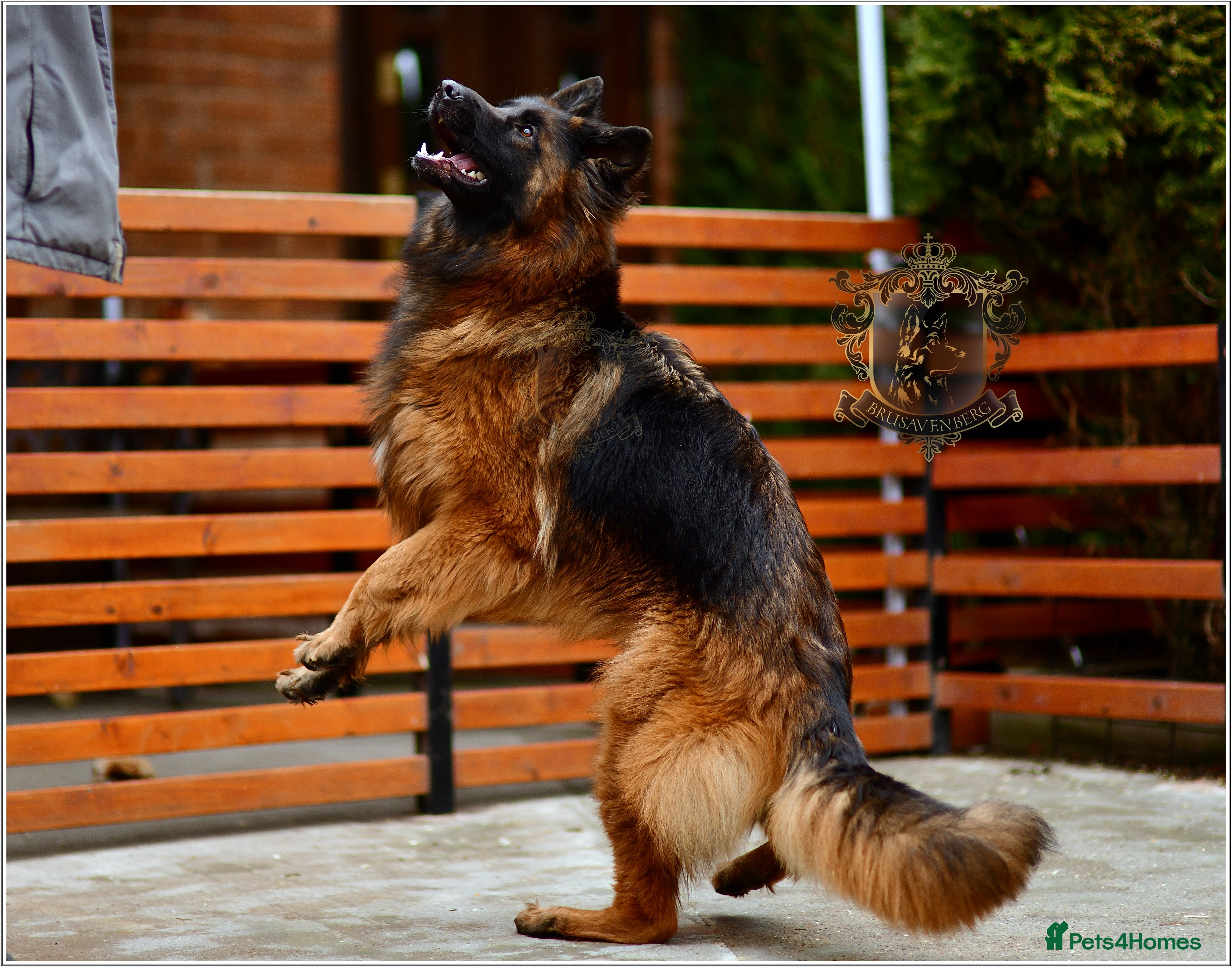 German Shepherd dogs ADULT LONGHAIRED GSD FEMALE  - Advert 11