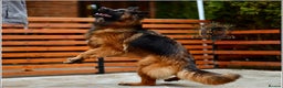 German Shepherd dogs for sale: ADULT LONGHAIRED GSD FEMALE  - Advert 3