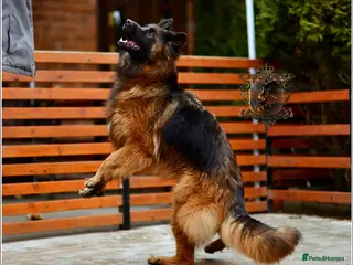 German Shepherd dogs ADULT LONGHAIRED GSD FEMALE - Advert 11