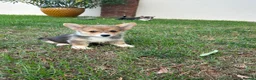 Welsh Corgi Pembroke dogs for sale: Welsh Pembroke corgi - Advert 6