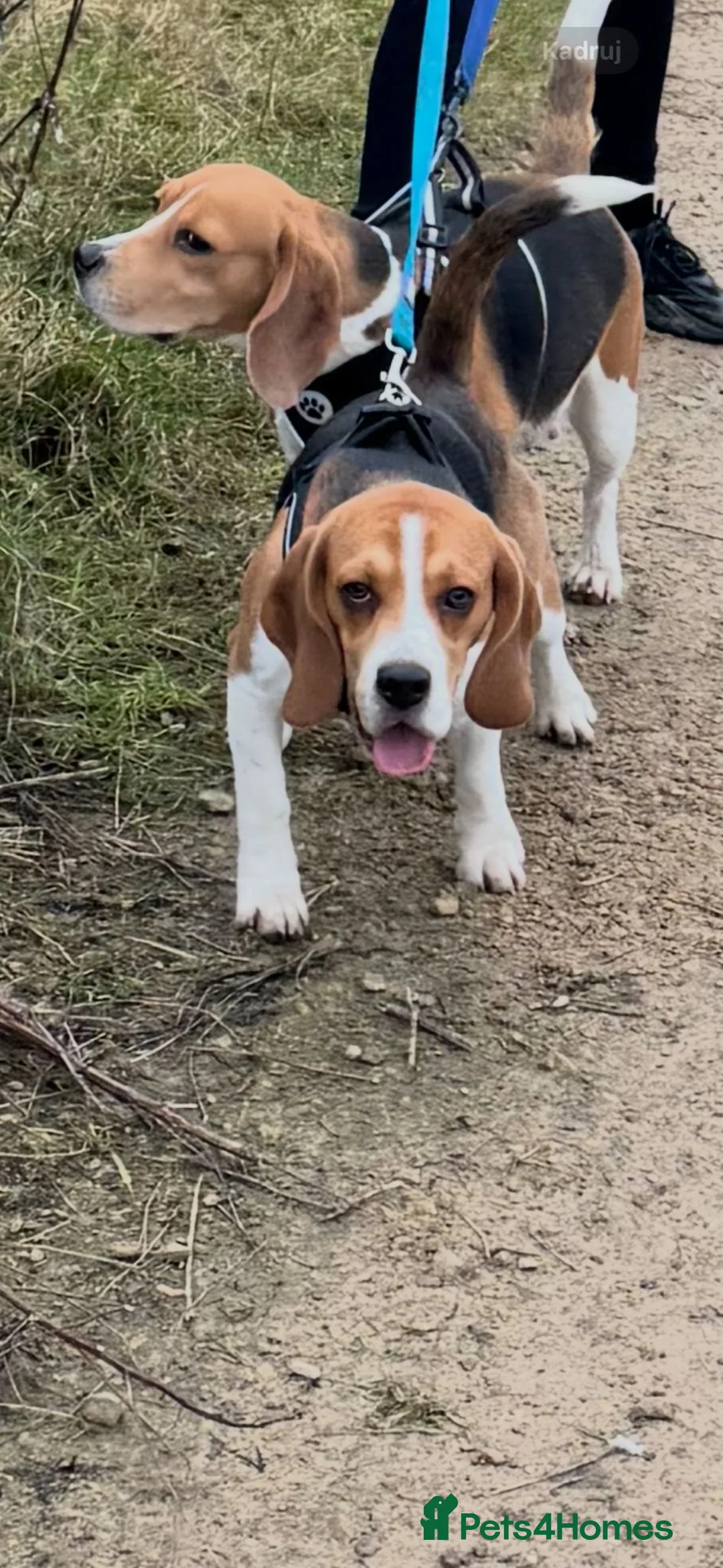 Beagle dogs for stud: Goku Beagle for stud in Sutton-in-Ashfield - Advert 2