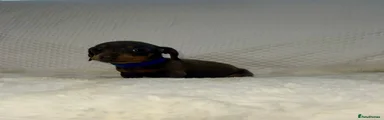 Dachshund 11