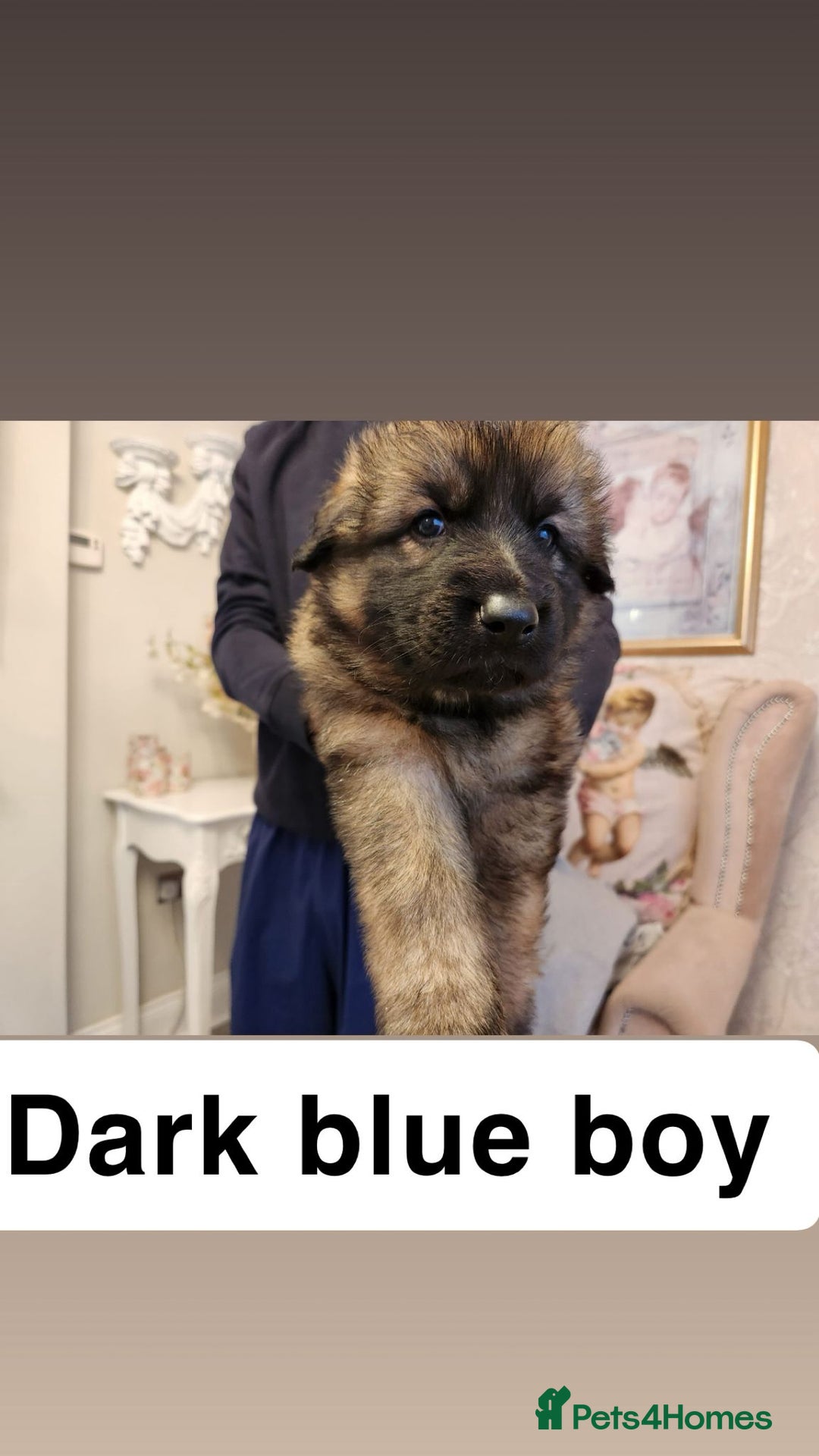German Shepherd dogs for sale: Medium haired German shepherd pups  - Advert 13