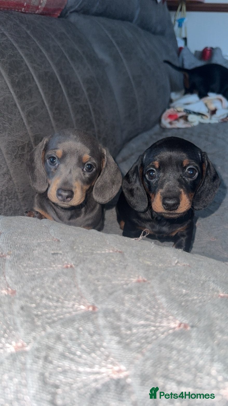 Miniature Dachshund dogs 2 gorgeous little girls left sliver and a blue  - Advert 1